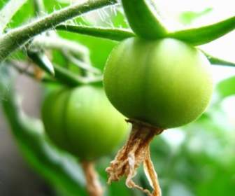 Tomatos สีเขียวเล็ก ๆ บนเถาวัลย์