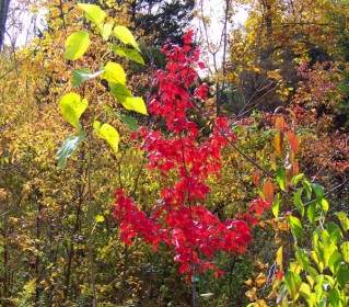 Small Red Maple Tree In Woods