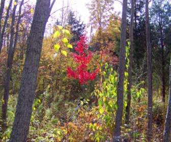 Small Red Maple Tree In Woods