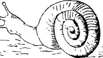 Snail Drawing Clip Art