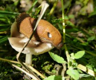 snail mushroom food