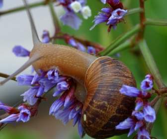 Snail Shell Flower