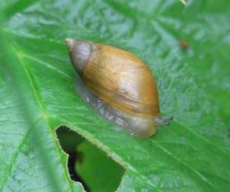 Snail Shell Nature