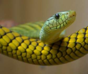 緑のヘビの毒性