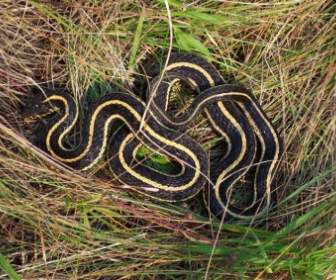 Serpent Dans L'herbe
