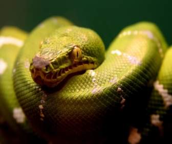 Carta Da Parati Serpente Serpenti Animali