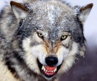 Snarling Gray Wolf Wallpaper Wolves Animals