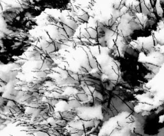 雪と枝