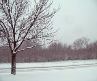 หิมะและต้นไม้
