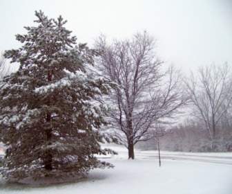 หิมะและต้นไม้