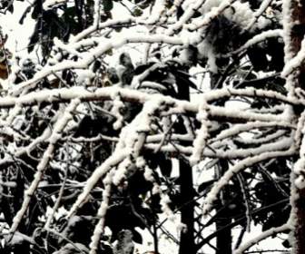 Les Branches Couvertes De Neige