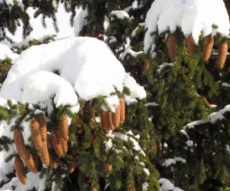 Snow Covered Fir Cones