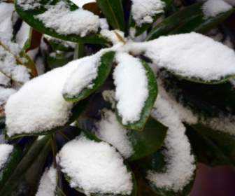 Snow Covered Leaves