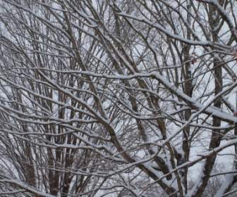 Schnee Bedeckte Baum