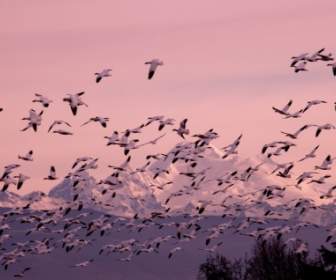 Snow Geese Wallpaper Birds Animals