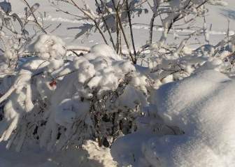 Esplosione Di Neve Paesaggio Invernale