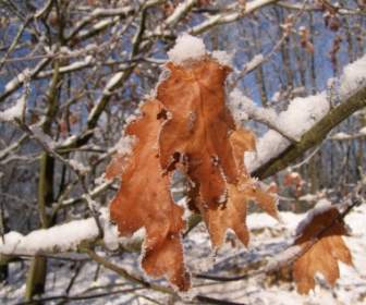 Snow Leaf Wallpaper Winter Nature