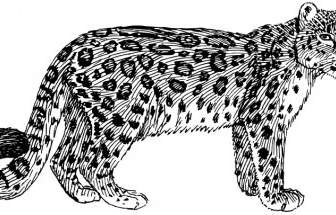 Leopardo Delle Nevi