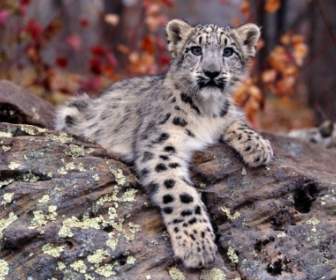 Snow Leopard Cucciolo Sfondo Bambino Animali Gli Animali