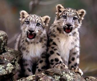 Cubs Snow Leopard Hình Nền động Vật động Vật Em Bé