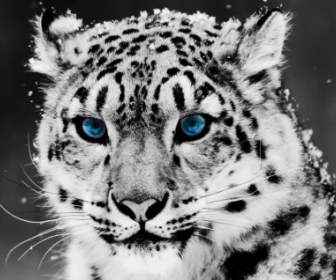 Snow Leopard Wallpaper Gros Chats Animaux