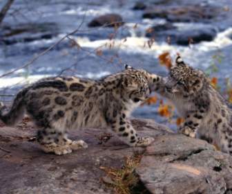 Schnee-Leoparden Tapete Tierbabys Tiere