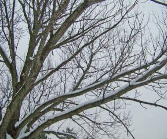 Schnee Auf Den Zweigen