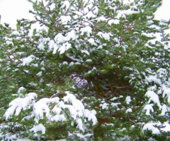 エバー グリーンを雪します。