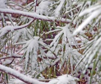 Snow On Pine Needles