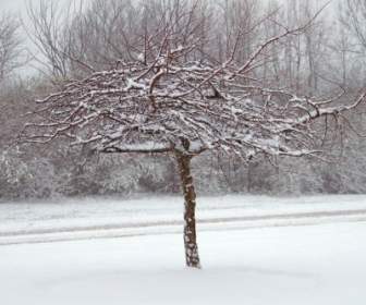 الثلوج على شجرة