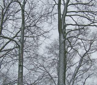 снега на деревьях