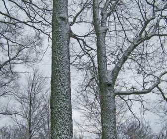 Schnee Auf Den Bäumen