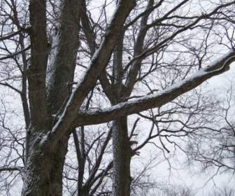 снега на деревьях