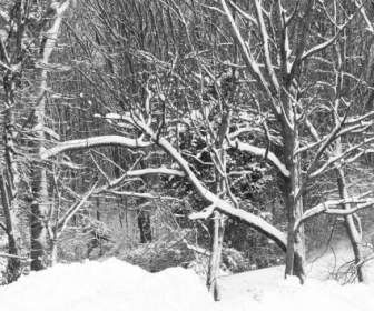 śnieg Na Drzewach