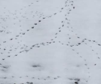 Snow Traces Footprints