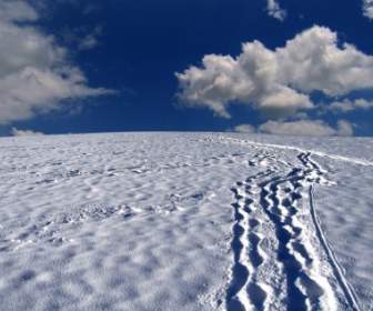 Snow Tracks Traces Snow