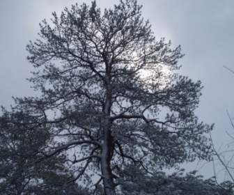 Schnee Baum Mit Sonne