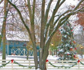 śnieg Drzewa I Stodoła
