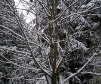 Snowcovered Tree