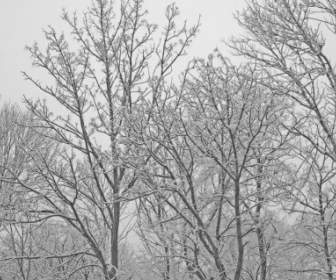 Snowcovered 나무
