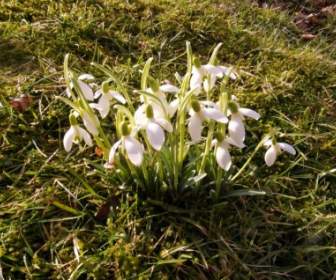 Snowdrop Spring March
