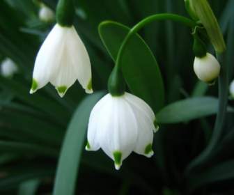 Snowdrops Wallpaper Flowers Nature