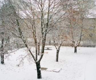 Snowfall Landscape