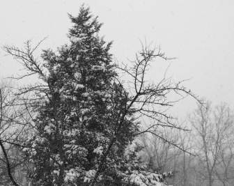 Nevando En Un árbol De Hoja Perenne