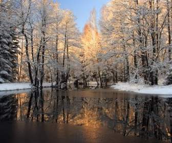 Neve Sciolta Nella Foto Foresta