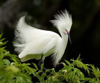 Snowy Egret In Allevamento Parati Piumaggio Uccelli Animali