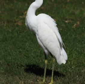 Snowy Egret On Grass