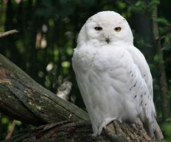 Snowy Owl Wallpaper Birds Animals