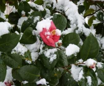 Nieve Rosa