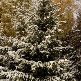 árbol Cubierto De Nieve